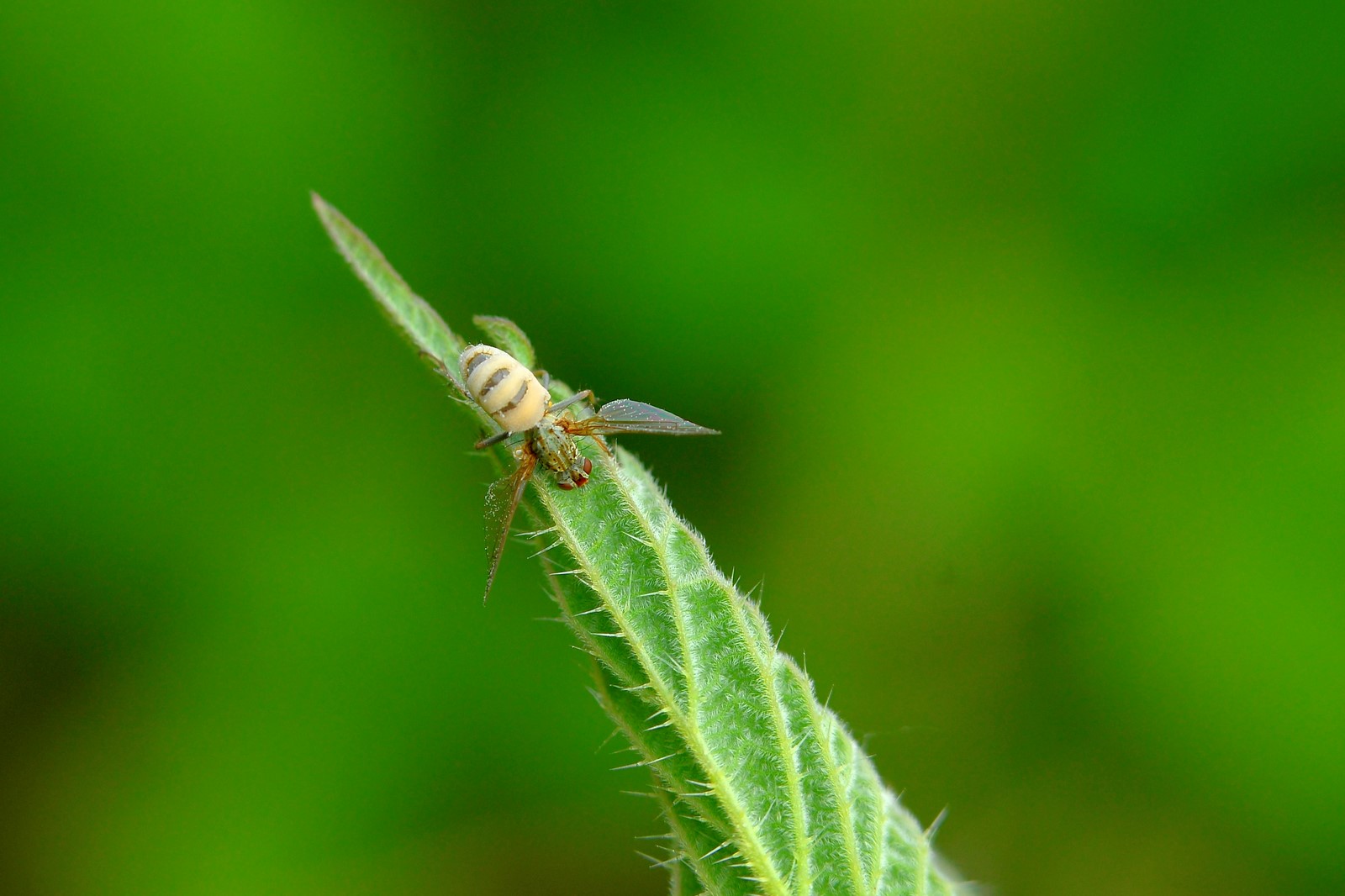 Richiesta aiuto ID:... probabile esemplare parassitato
